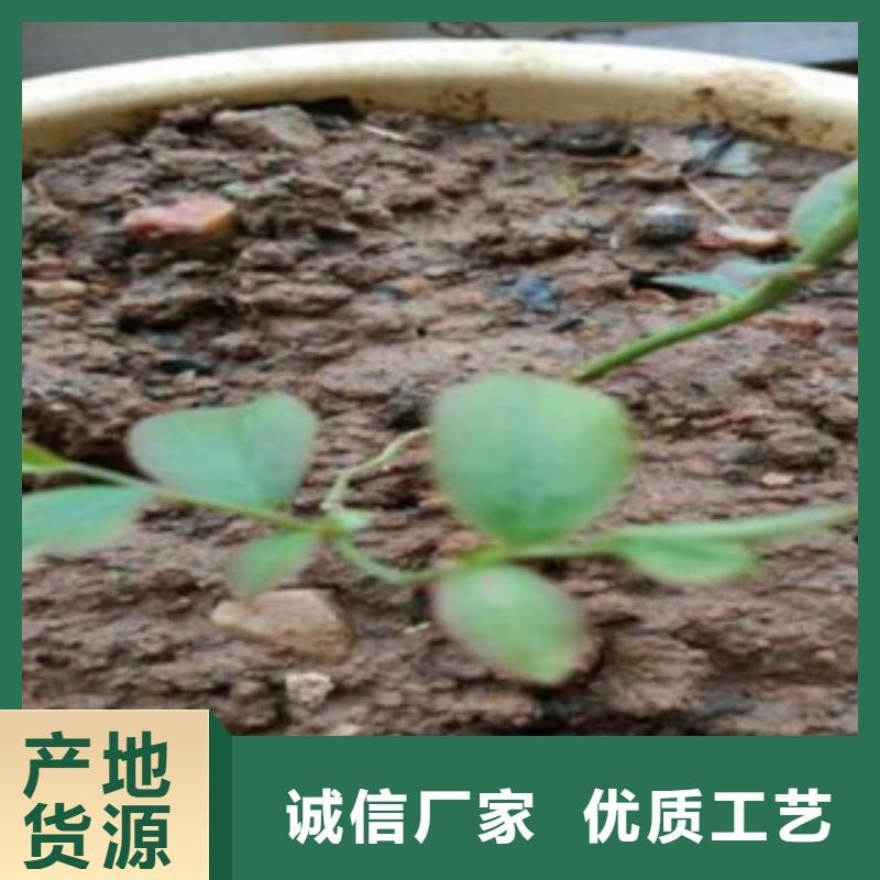 品牌【蓝莓苗】 花椒苗价格合理