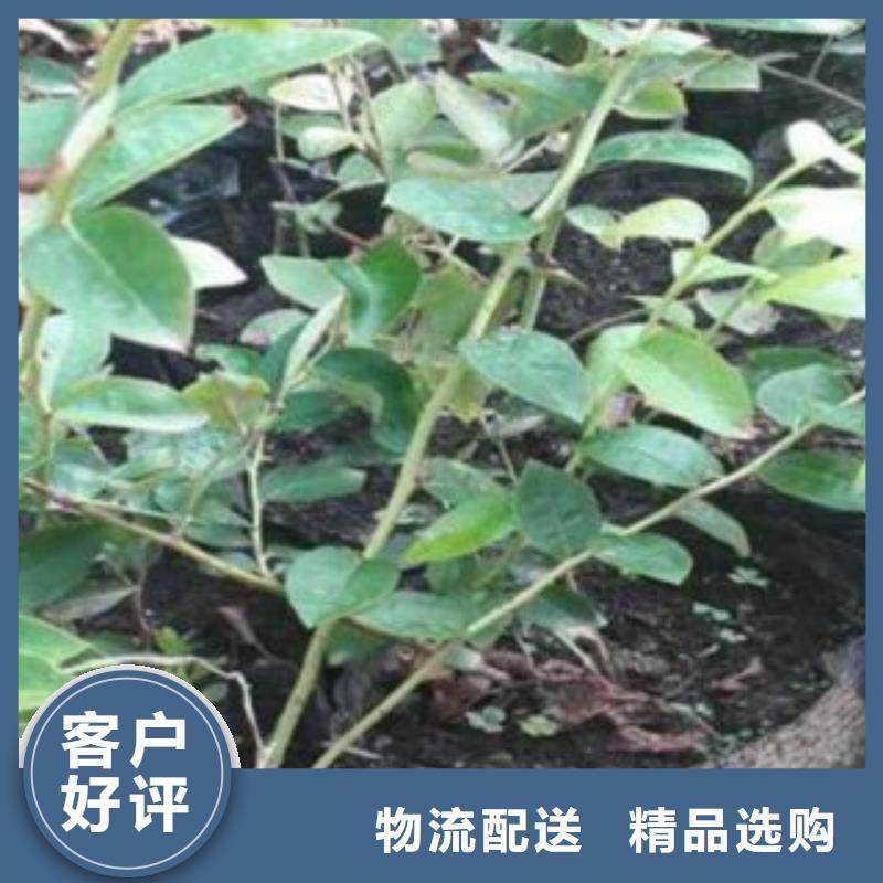 【 蓝莓苗_山楂苗型号全价格低】覆盖范围含|谯城|利辛|芜湖|宣城|安庆|马鞍山