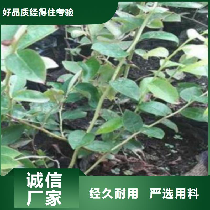 品牌【蓝莓苗】 花椒苗价格合理