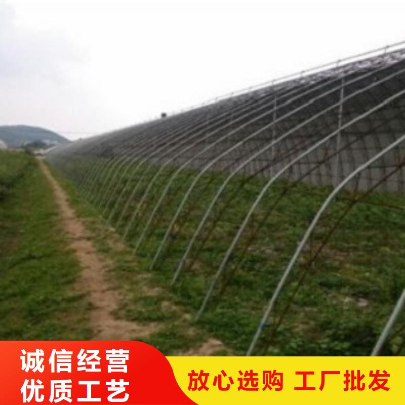 蓝莓苗,核桃苗用心做好每一件产品