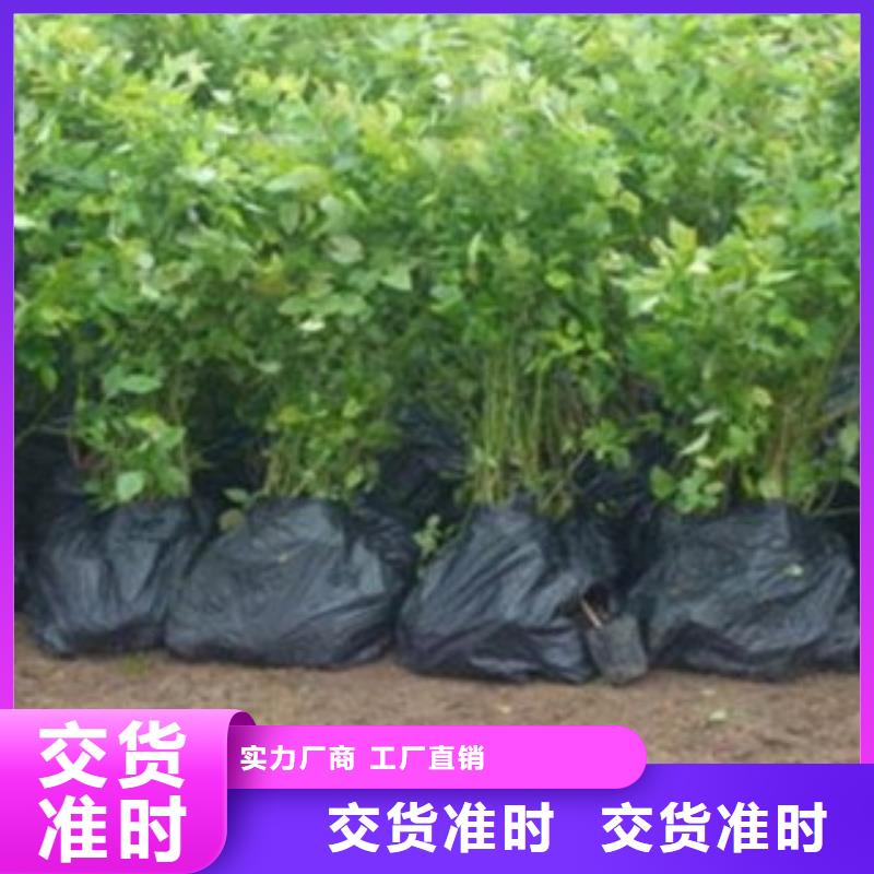 板栗苗视频-板栗苗(兴海)覆盖地域甘肃省张掖市临泽|山丹|金昌|白银|嘉峪关|庆阳