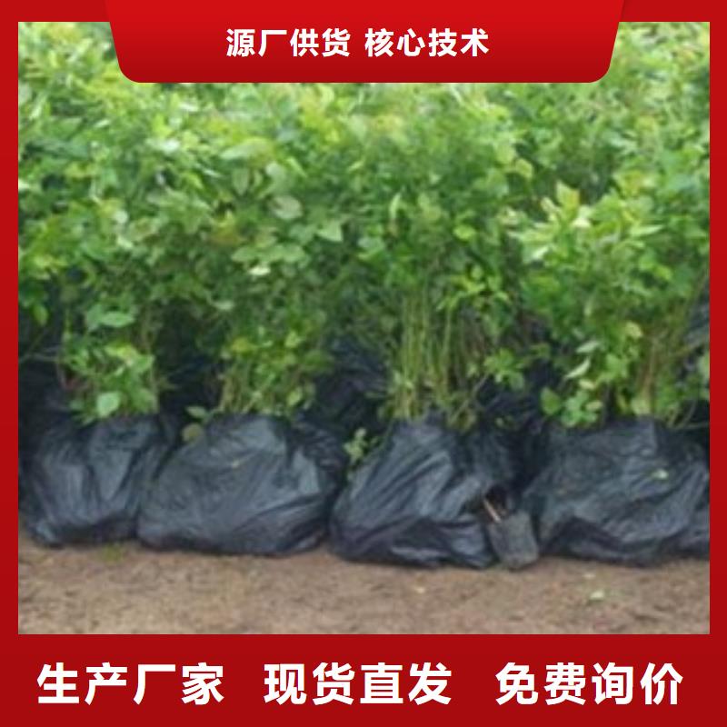 蓝莓苗,核桃苗用心做好每一件产品