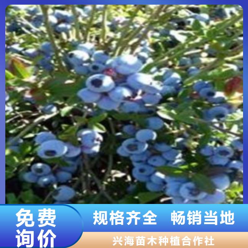 蓝莓苗,梨树苗厂家供应