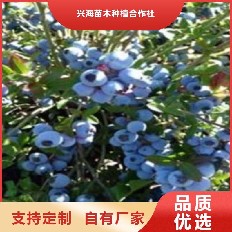 板栗苗视频-建始|咸丰|宜昌|十堰|鄂州|武汉|孝感|黄冈板栗苗优质工艺-兴海苗木种植社(恩施市分公司)