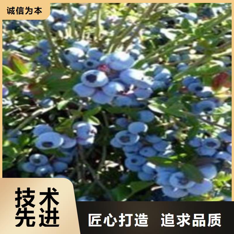 【 蓝莓苗_山楂苗型号全价格低】覆盖范围含|谯城|利辛|芜湖|宣城|安庆|马鞍山