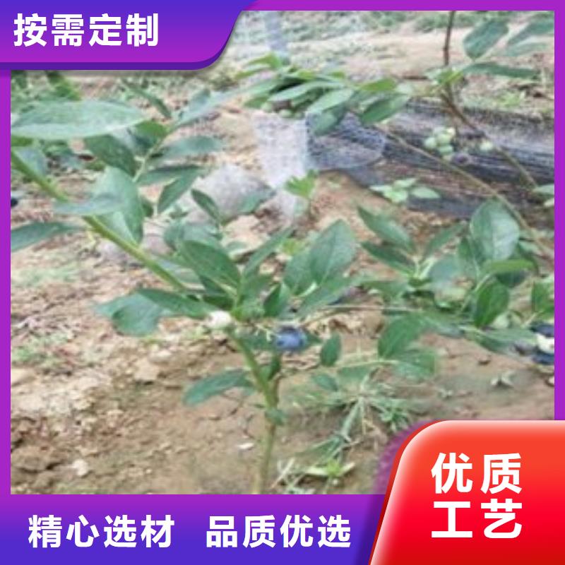 蓝莓苗,梨树苗厂家供应