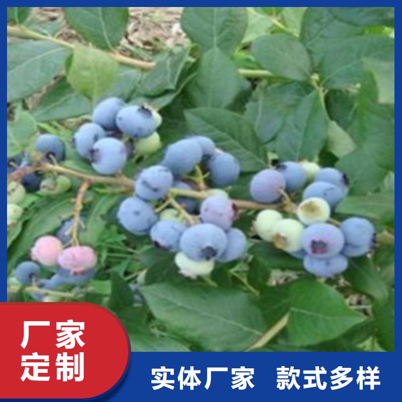 蓝莓苗适用范围广