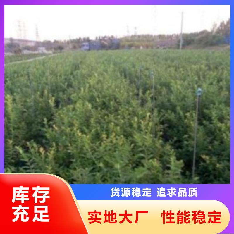 品牌【蓝莓苗】 花椒苗价格合理