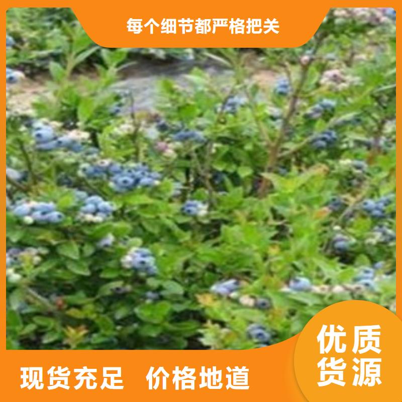 蓝莓苗,梨树苗厂家供应