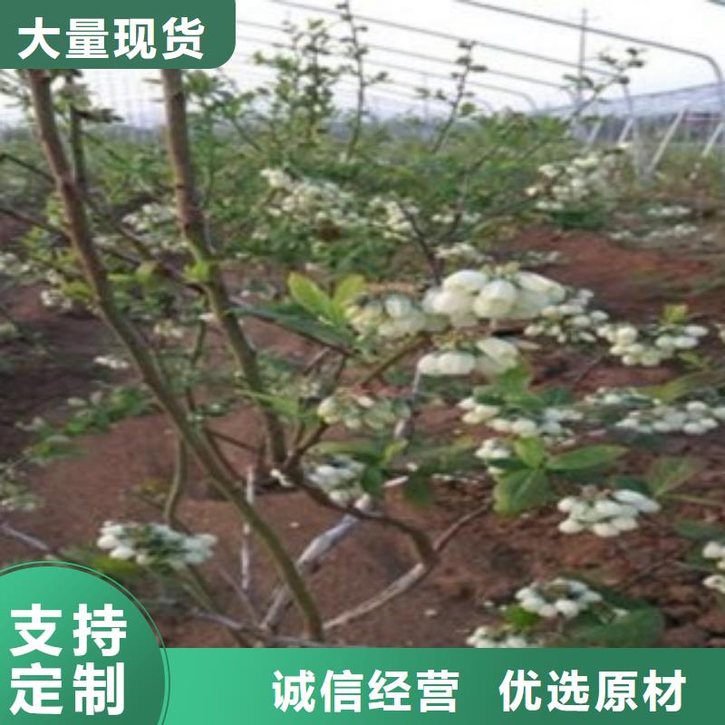 板栗苗视频-板栗苗(兴海)覆盖地域甘肃省张掖市临泽|山丹|金昌|白银|嘉峪关|庆阳