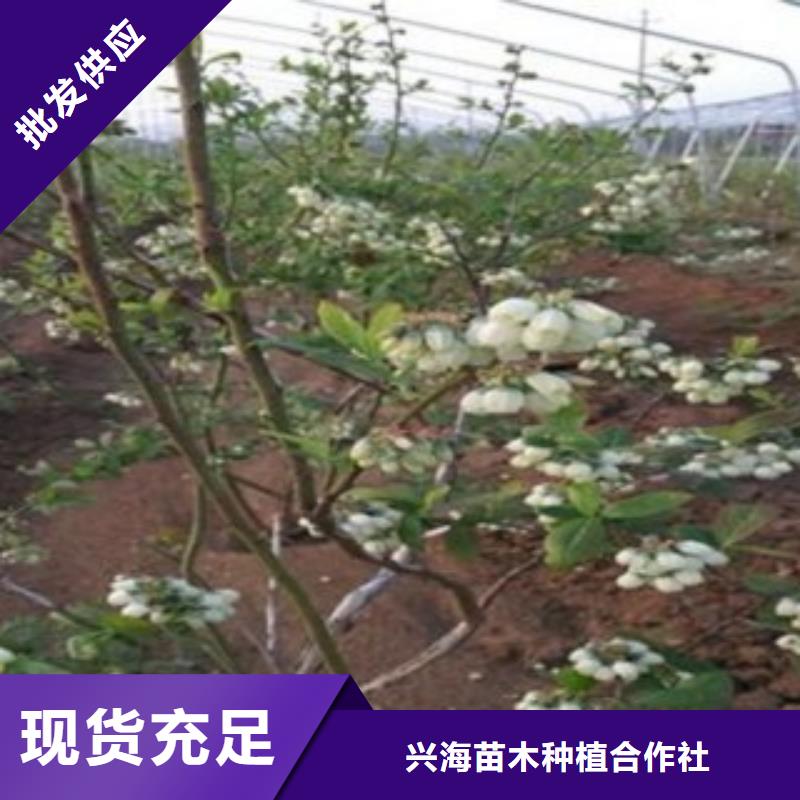 【 蓝莓苗_山楂苗型号全价格低】覆盖范围含|谯城|利辛|芜湖|宣城|安庆|马鞍山
