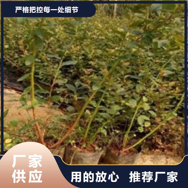 蓝莓苗适用范围广