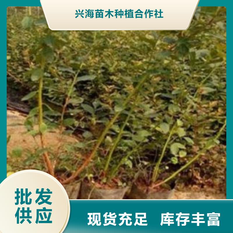 品牌【蓝莓苗】 花椒苗价格合理
