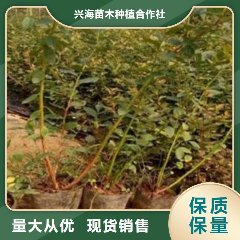 板栗苗视频-建始|咸丰|宜昌|十堰|鄂州|武汉|孝感|黄冈板栗苗优质工艺-兴海苗木种植社(恩施市分公司)