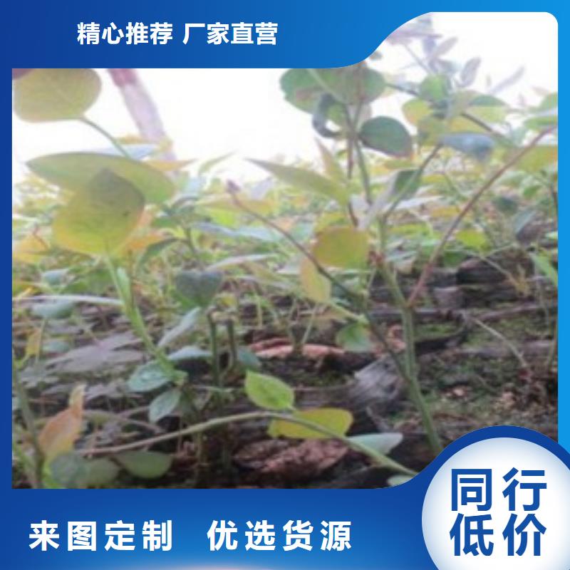 板栗苗视频-板栗苗(兴海)覆盖地域甘肃省张掖市临泽|山丹|金昌|白银|嘉峪关|庆阳