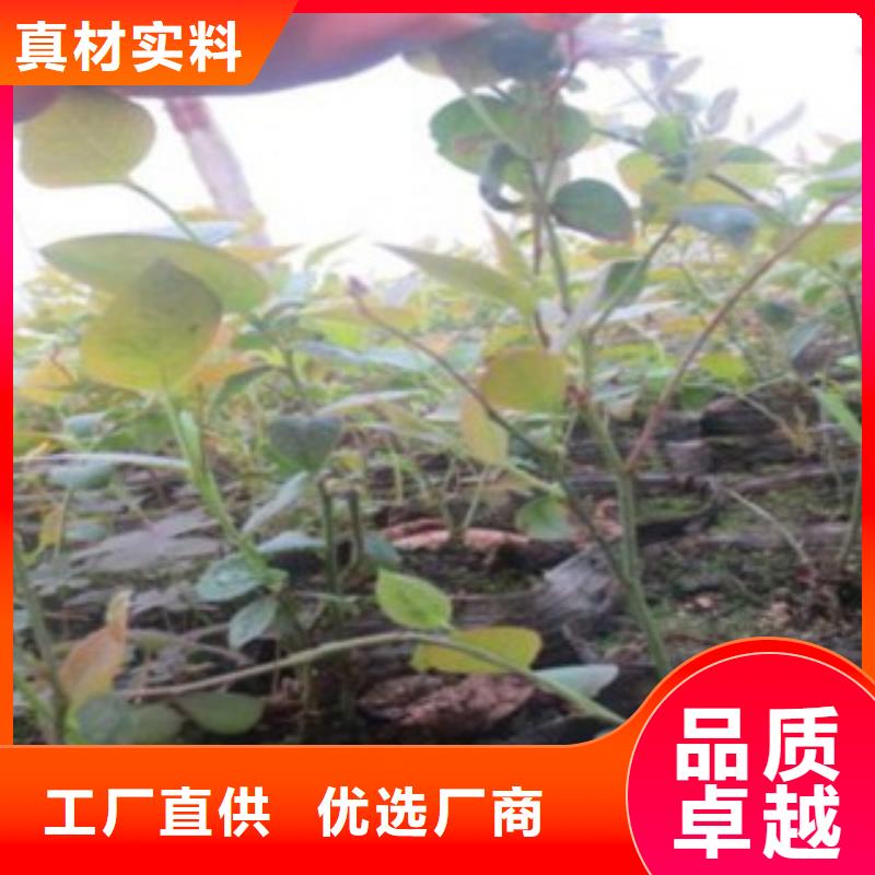 板栗苗视频-建始|咸丰|宜昌|十堰|鄂州|武汉|孝感|黄冈板栗苗优质工艺-兴海苗木种植社(恩施市分公司)