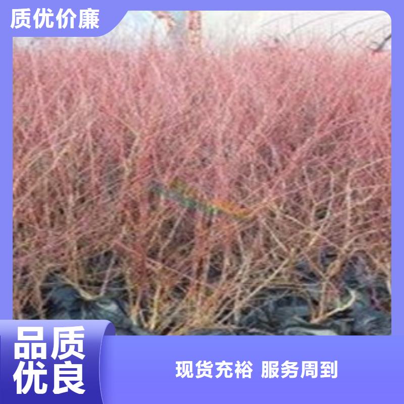 【 蓝莓苗_山楂苗型号全价格低】覆盖范围含|谯城|利辛|芜湖|宣城|安庆|马鞍山