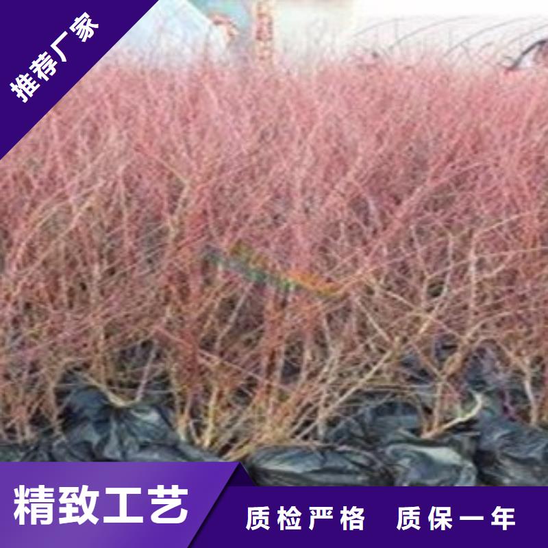 蓝莓苗,桃树苗买的放心安兴用的舒心