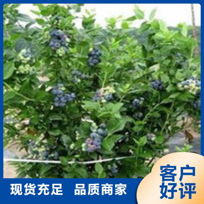 【 蓝莓苗_山楂苗型号全价格低】覆盖范围含|谯城|利辛|芜湖|宣城|安庆|马鞍山