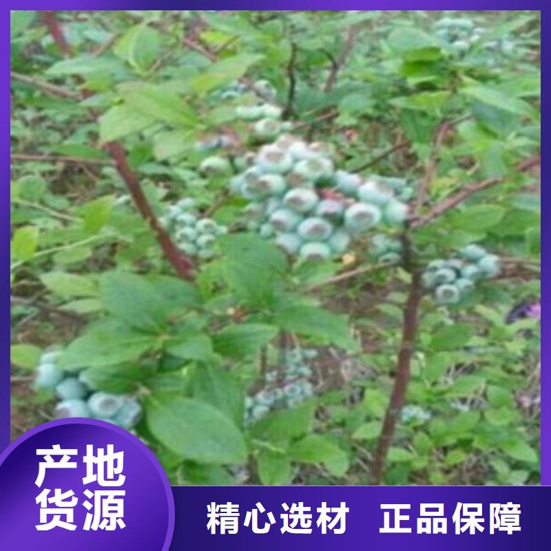 板栗苗视频-建始|咸丰|宜昌|十堰|鄂州|武汉|孝感|黄冈板栗苗优质工艺-兴海苗木种植社(恩施市分公司)