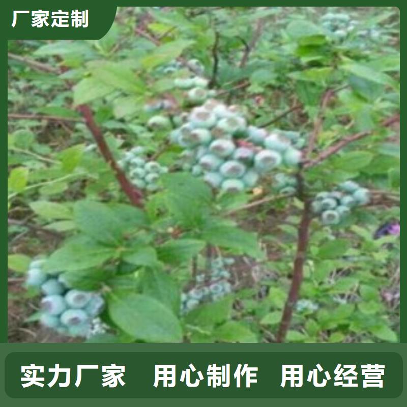 品牌【蓝莓苗】 花椒苗价格合理