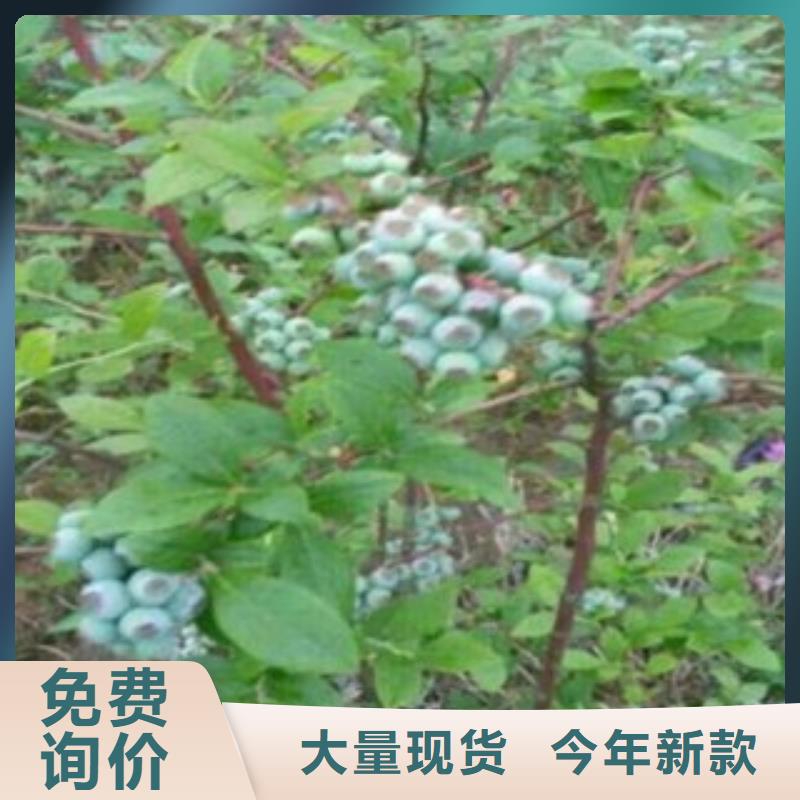 蓝莓苗适用范围广