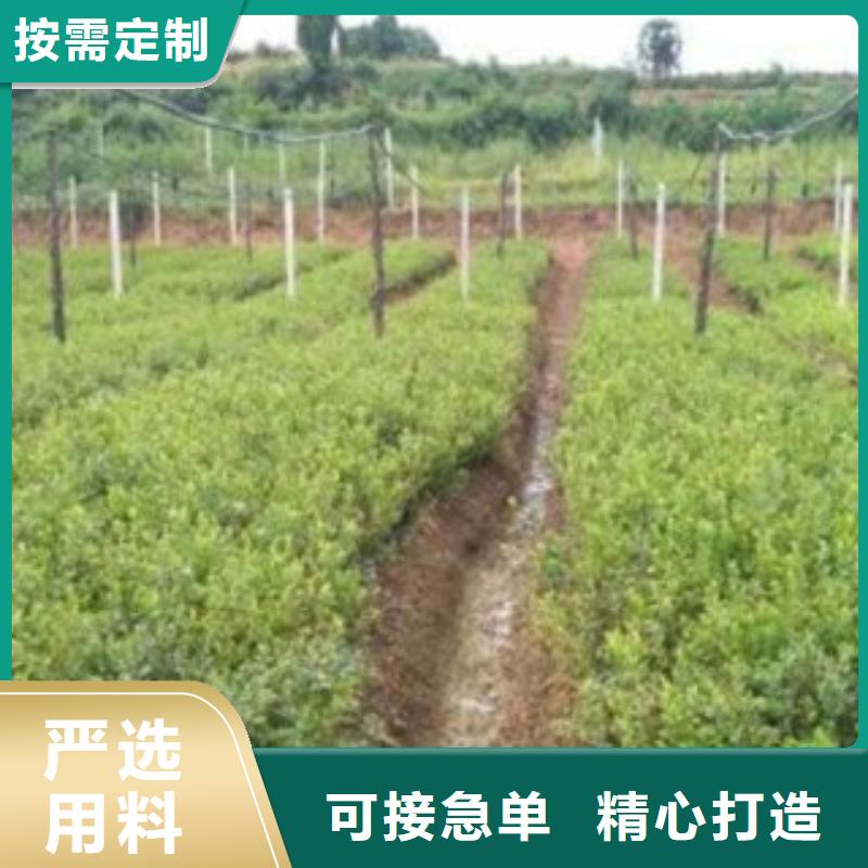 板栗苗视频-板栗苗(兴海)覆盖地域甘肃省张掖市临泽|山丹|金昌|白银|嘉峪关|庆阳