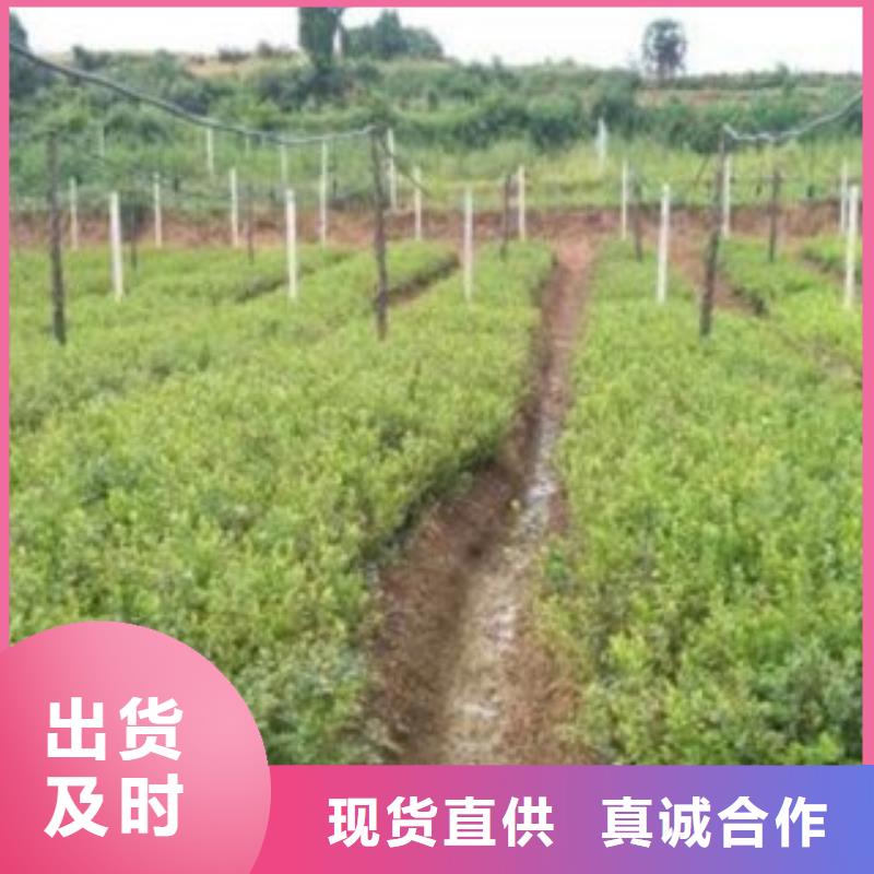 蓝莓苗适用范围广