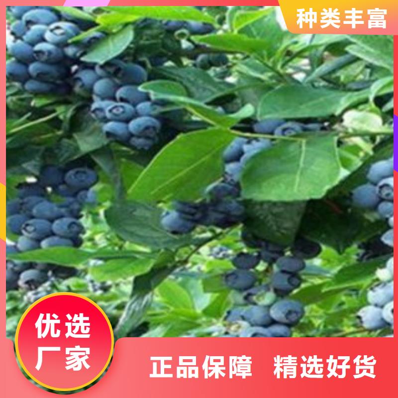 品牌【蓝莓苗】 花椒苗价格合理