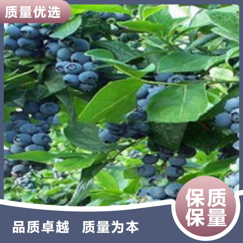 板栗苗视频-板栗苗(兴海)覆盖地域甘肃省张掖市临泽|山丹|金昌|白银|嘉峪关|庆阳