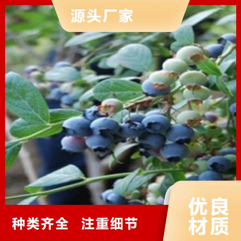 蓝莓苗,核桃苗用心做好每一件产品