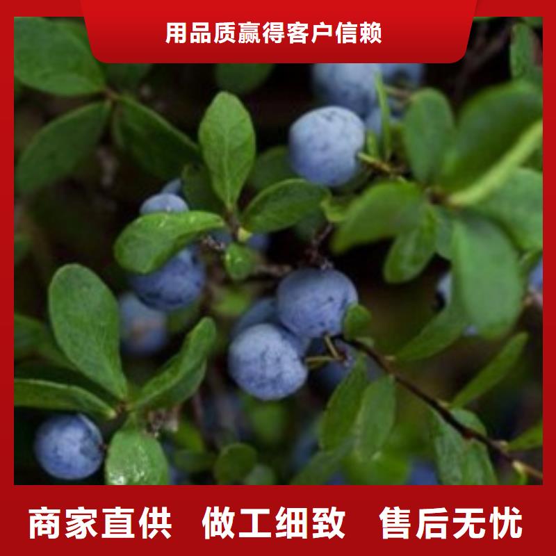 蓝莓苗,梨树苗厂家供应