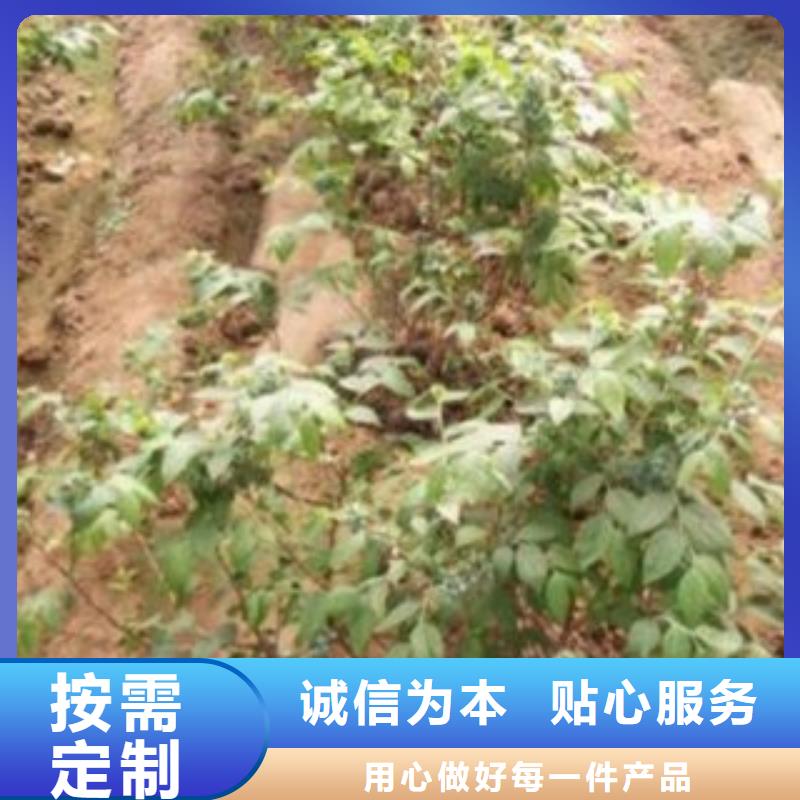 【 蓝莓苗_山楂苗型号全价格低】覆盖范围含|谯城|利辛|芜湖|宣城|安庆|马鞍山