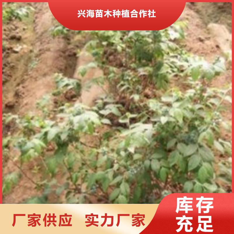 蓝莓苗,核桃苗用心做好每一件产品
