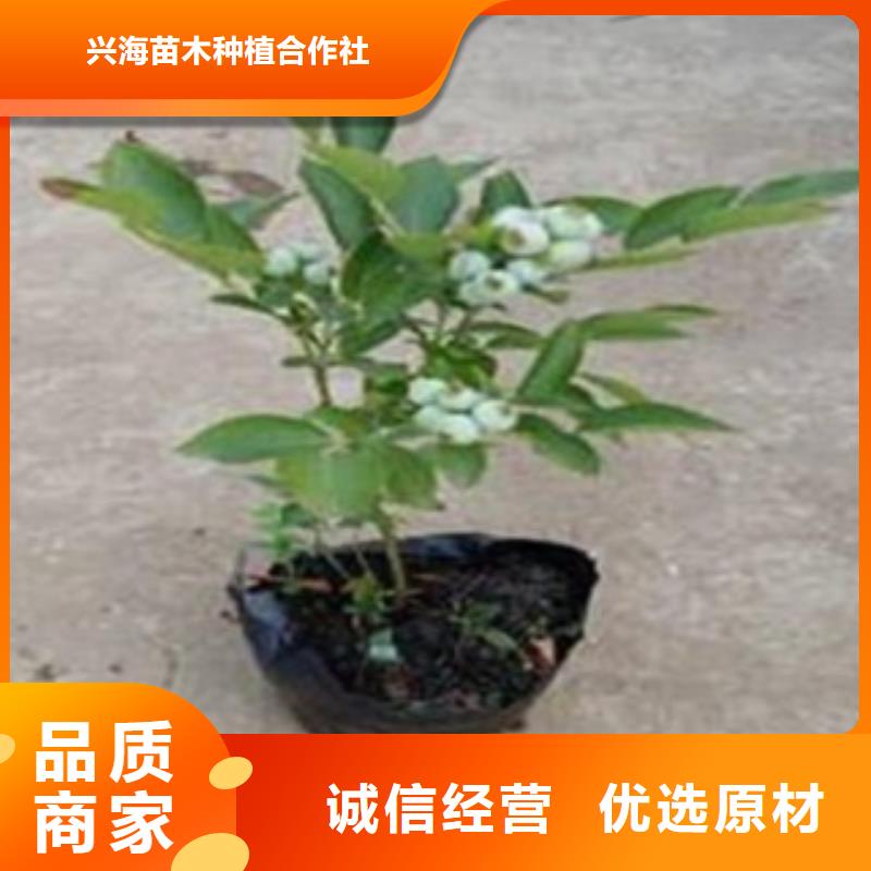 【 蓝莓苗_山楂苗型号全价格低】覆盖范围含|谯城|利辛|芜湖|宣城|安庆|马鞍山
