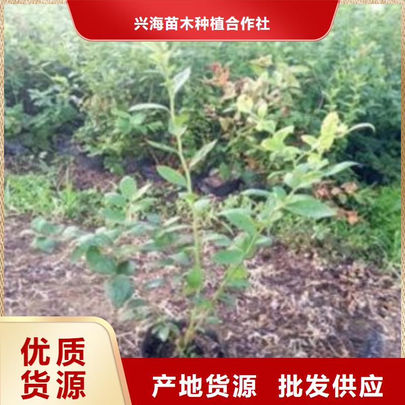 蓝莓苗,核桃苗用心做好每一件产品