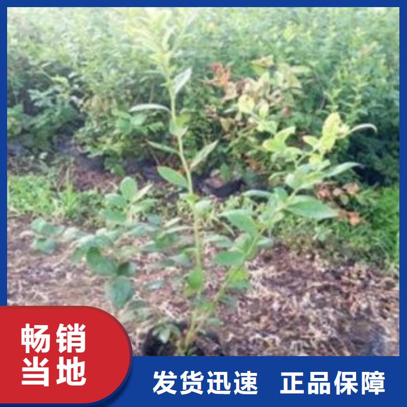 蓝莓苗适用范围广