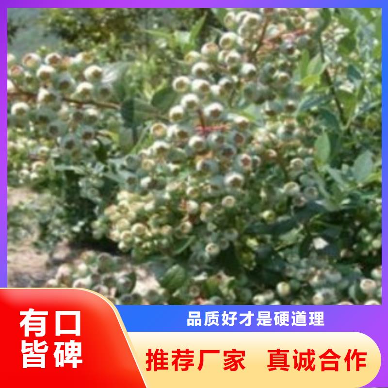 蓝莓苗,桃树苗买的放心安兴用的舒心