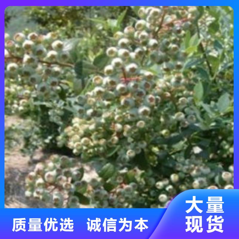 品牌【蓝莓苗】 花椒苗价格合理