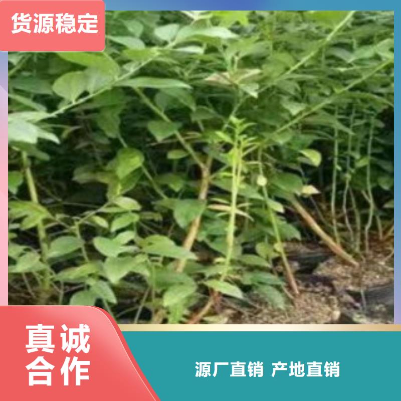 蓝莓苗适用范围广