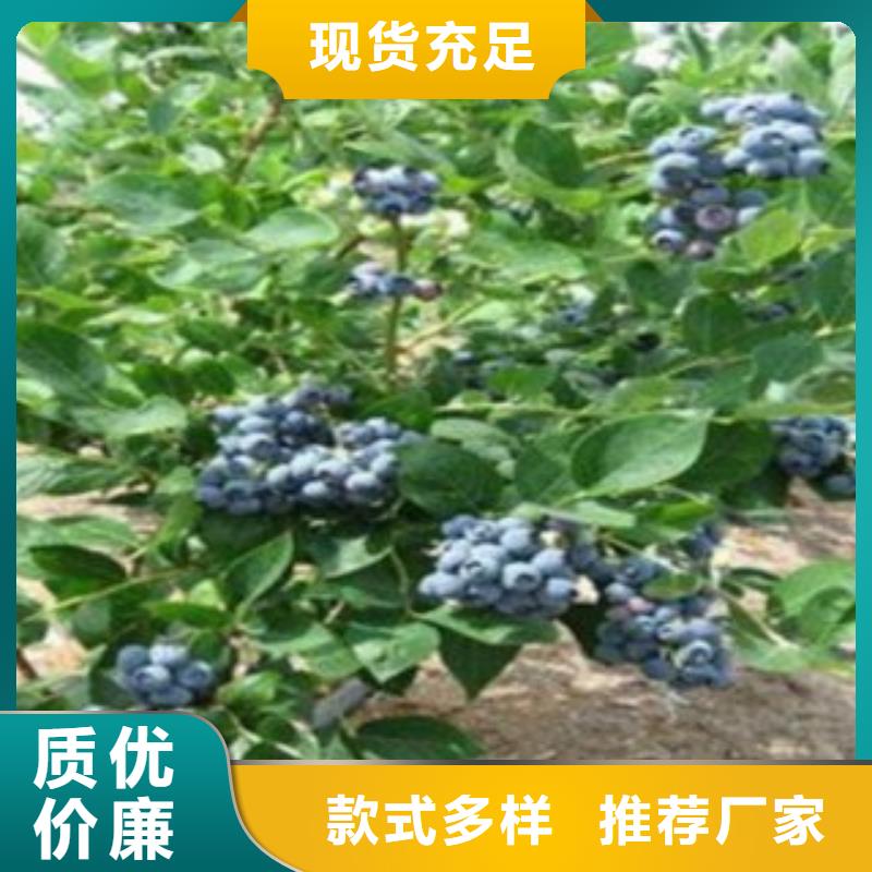 蓝莓苗,梨树苗厂家供应