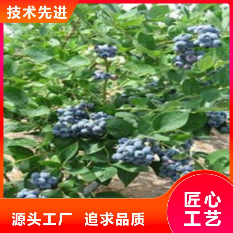 蓝莓苗适用范围广
