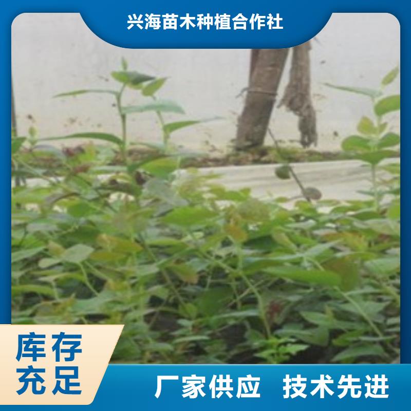 蓝莓苗,核桃苗用心做好每一件产品