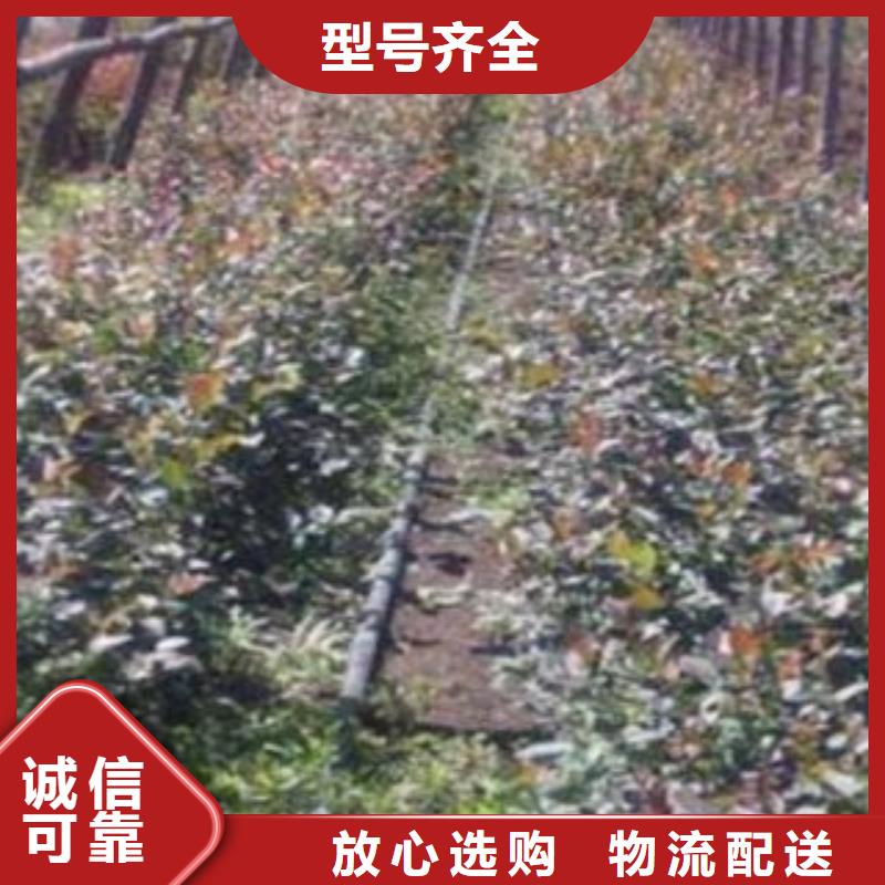 蓝莓苗适用范围广