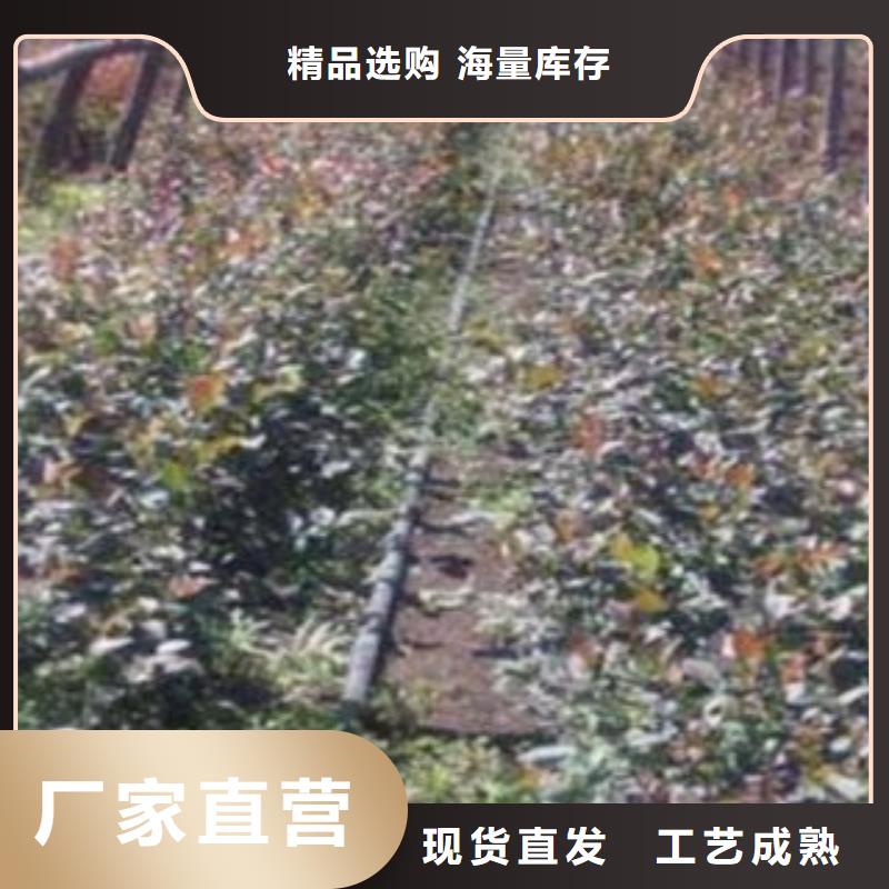 品牌【蓝莓苗】 花椒苗价格合理