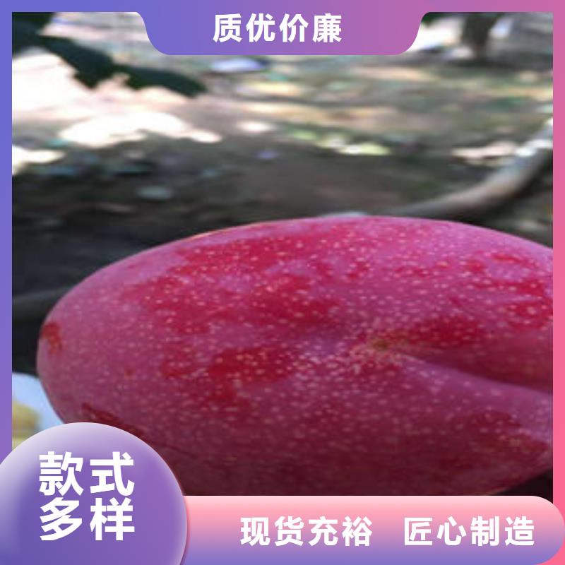 李子苗_核桃苗工厂价格