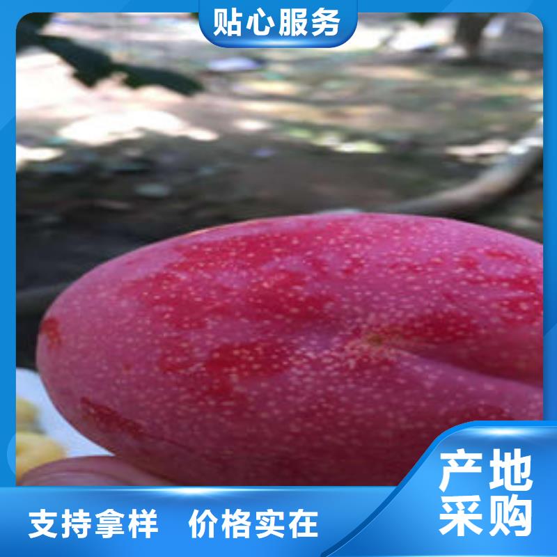 李子苗桃树苗可定制