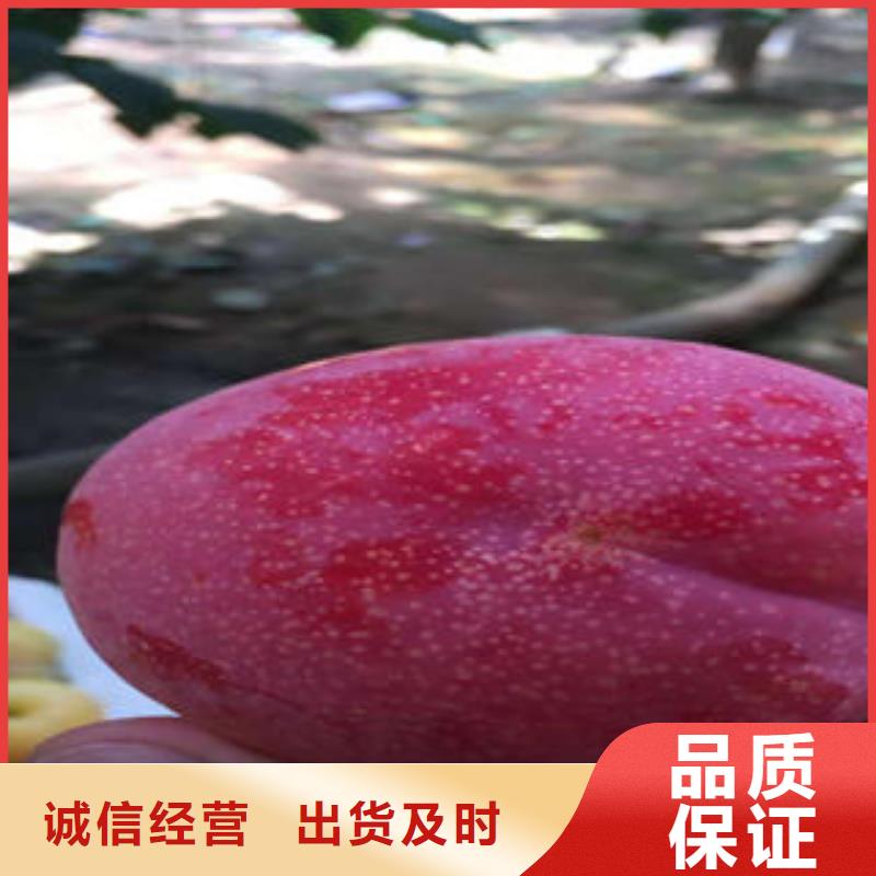 板栗苗视频-板栗苗_湖南省市场覆盖衡阳|永州|岳阳|湘潭|益阳|常德等