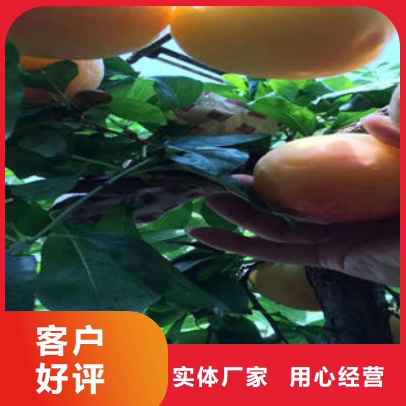 李子苗桃树苗可定制
