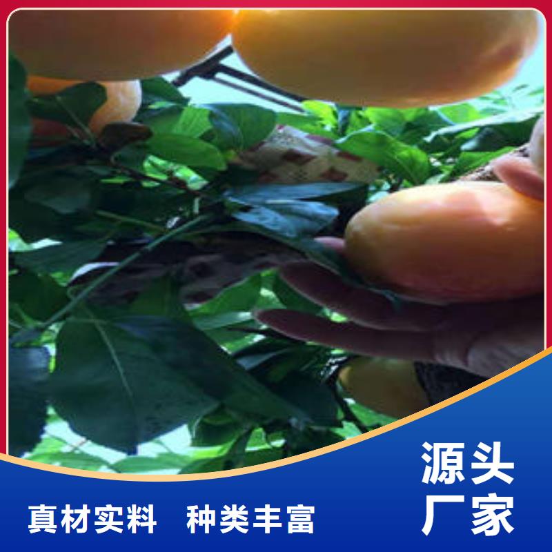 兴海板栗苗【李子苗】桃树苗支持加工定制